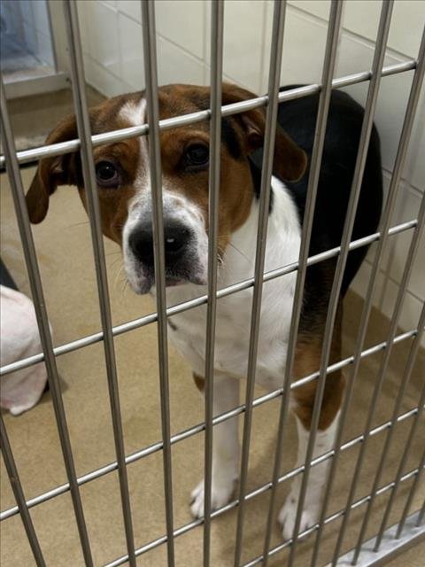 TRUENO - American Foxhound / American Pit Bull Terrier for adoption in Rockville