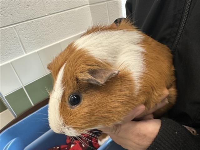 PEANUT - Guinea Pig available for adoption