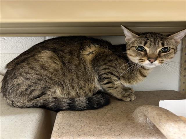 SKYLER - Domestic Short Hair available for adoption