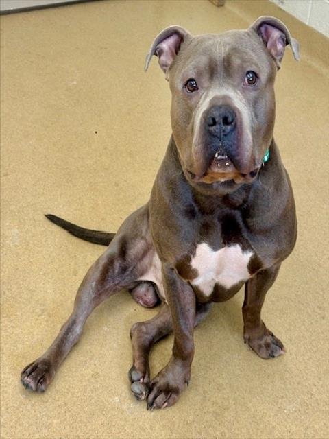 *JUMBOTRON - Staffordshire Bull Terrier available for adoption