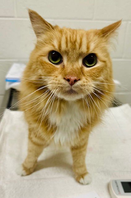 BRADY - Domestic Long Hair available for adoption