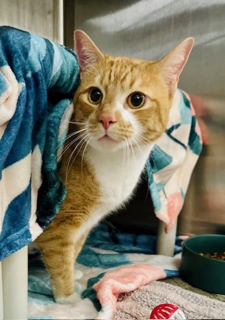 PABLO - Domestic Short Hair available for adoption