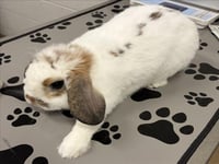 MR. WALTER - Photo 1