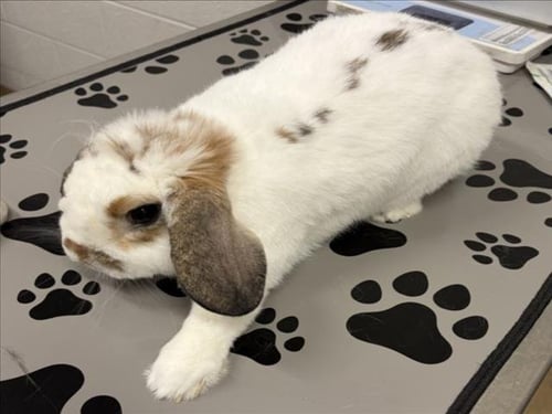 MR. WALTER - Shorthaired Rabbit available for adoption