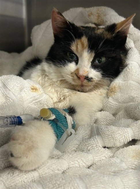 *TRIXIE - Domestic Short Hair available for adoption
