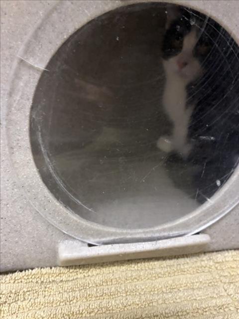 *CHERRY TREE - Domestic Short Hair available for adoption