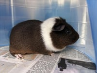 BEAN - Photo 1