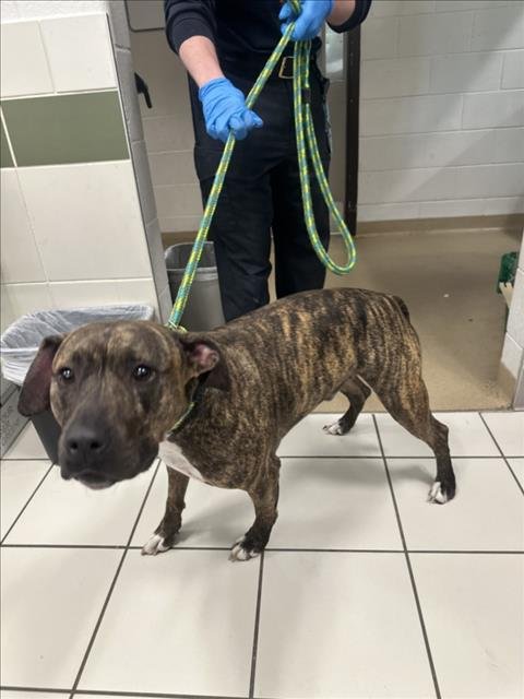 JUPITER - American Pit Bull Terrier available for adoption