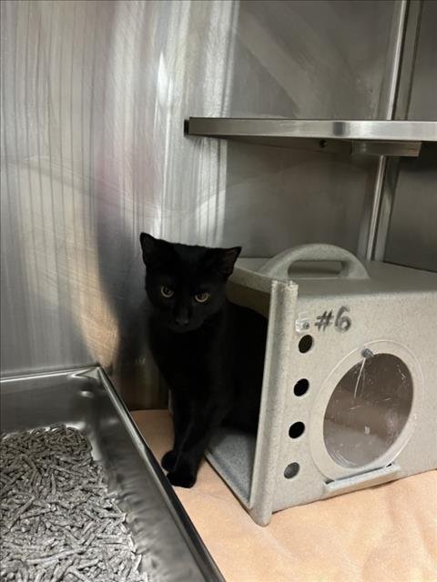 *ROBIN - Domestic Short Hair available for adoption