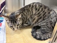 MITTENS - Photo 1