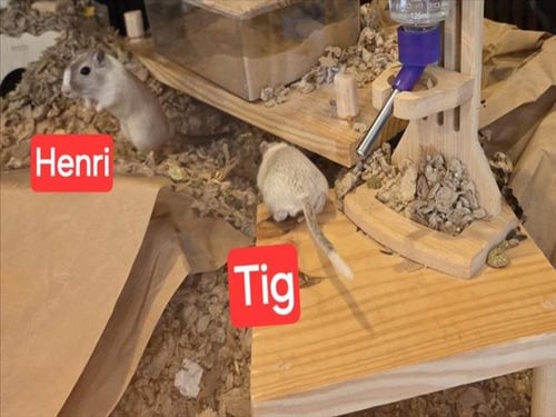 *FIGHTER JET - Gerbil available for adoption