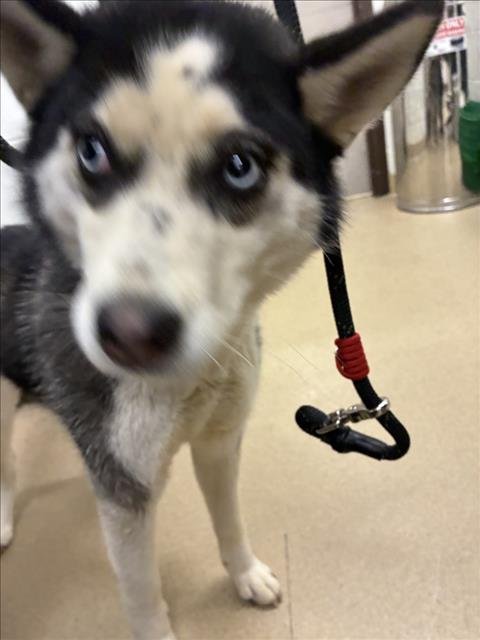 *SNOW - Husky available for adoption
