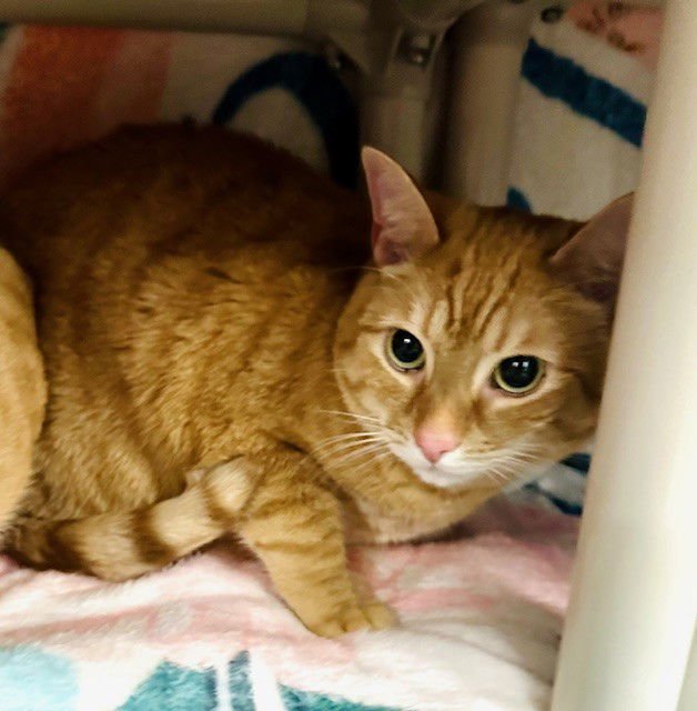 *DUNKIN - Domestic Short Hair available for adoption