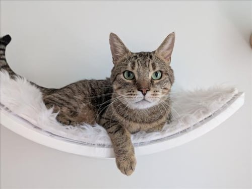 KOBE - Domestic Short Hair available for adoption