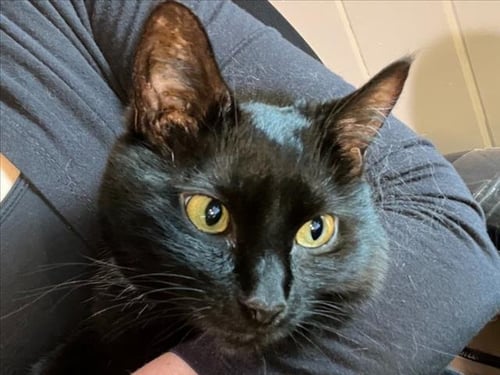 DOWNY - Domestic Short Hair available for adoption