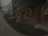 *D'ARTAGNAN - Photo 1