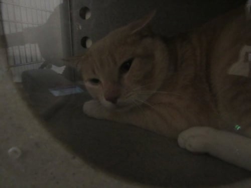 *D'ARTAGNAN - Domestic Short Hair available for adoption