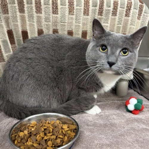 *KARINA - Domestic Short Hair for adoption in Rockville