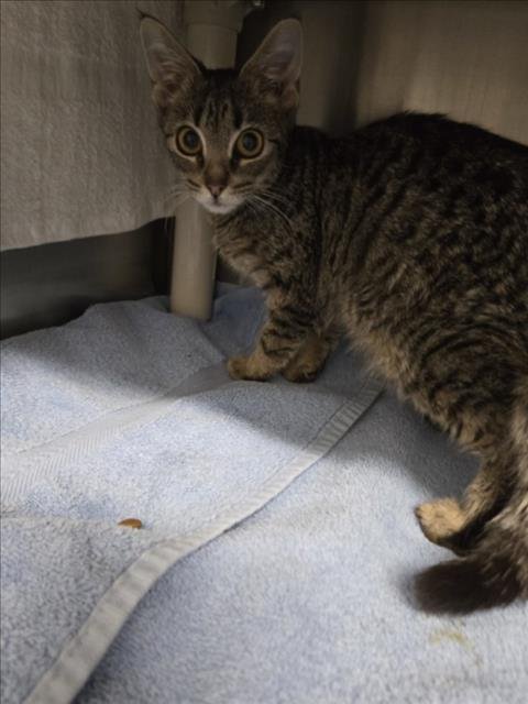 *FEBREZE - Domestic Short Hair available for adoption