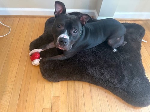 *FRED - American Pit Bull Terrier available for adoption