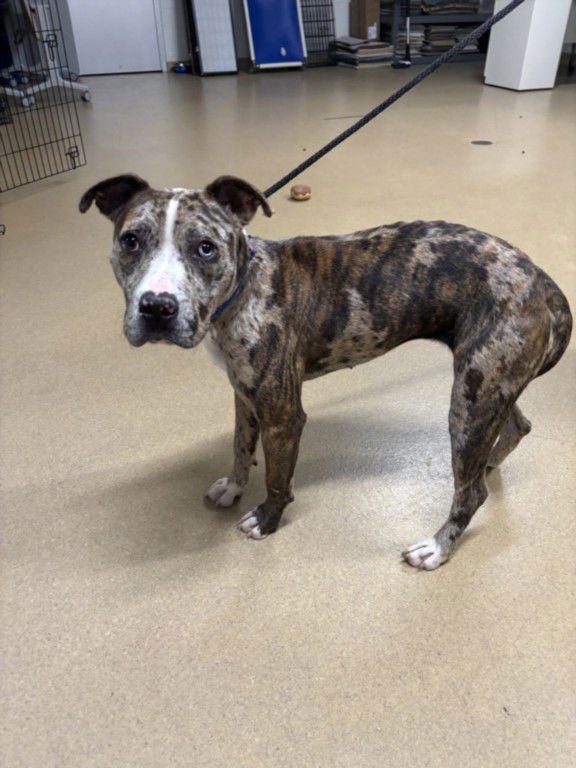 *TRUFFLE - American Pit Bull Terrier available for adoption