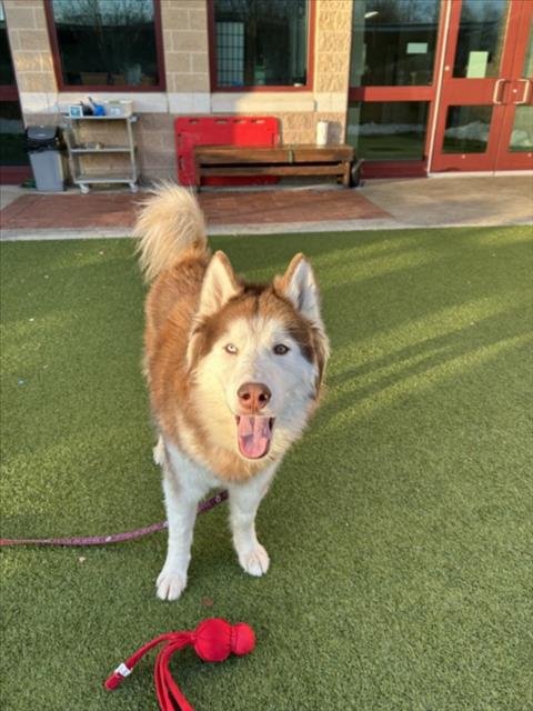 TEDDY - Siberian Husky available for adoption