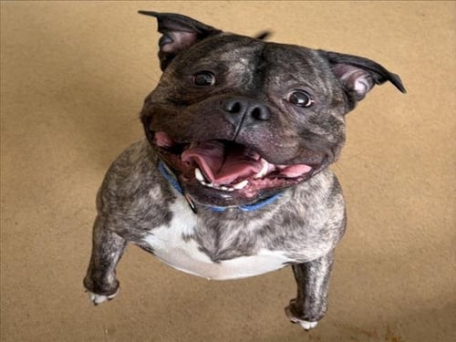 *CANNONBALL - American Bulldog available for adoption