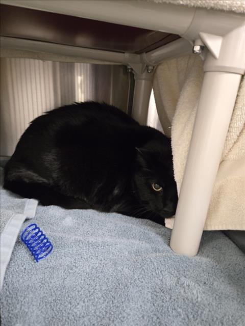 *ALFATFA - Domestic Short Hair available for adoption