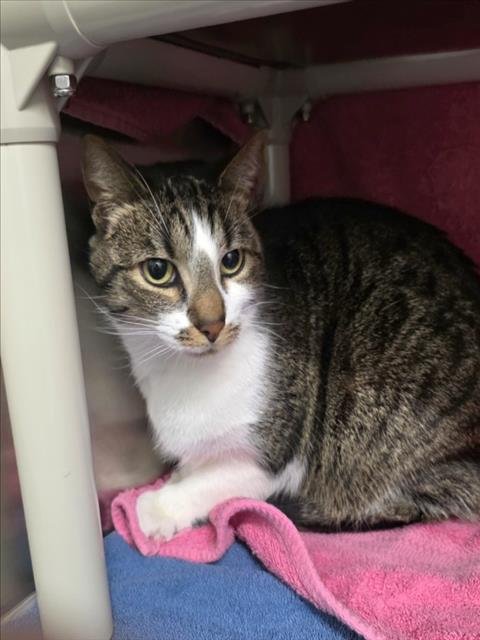 *FRODO - Domestic Short Hair available for adoption