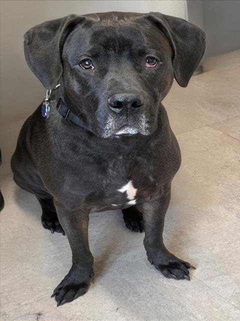 SMUDGE - Labrador Retriever / Boxer available for adoption