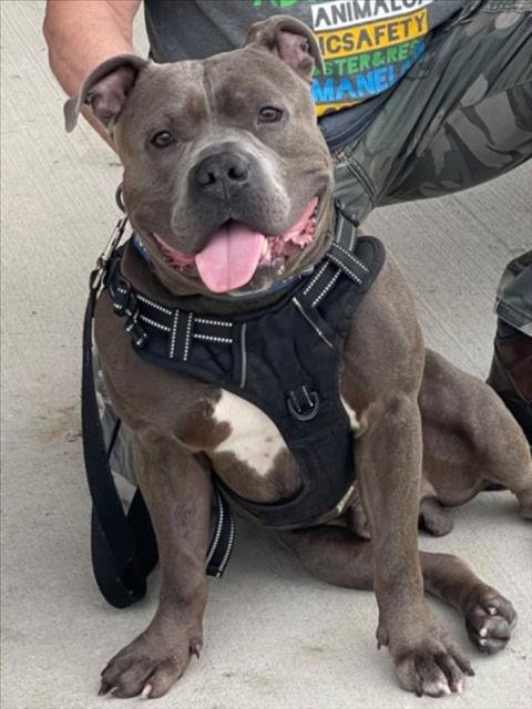 *JUMBOTRON - Staffordshire Bull Terrier available for adoption