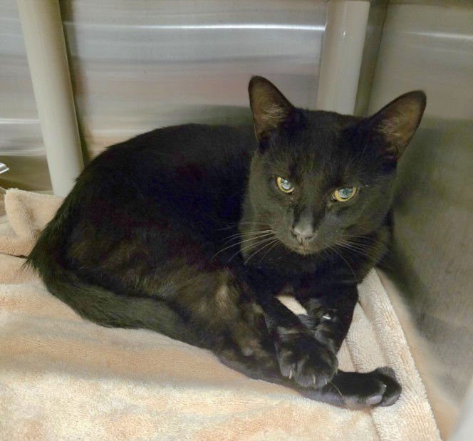 *SHAKE IT OFF - Domestic Short Hair available for adoption