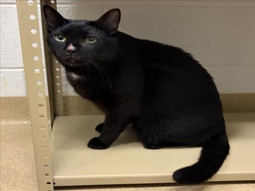 WHISKEY - Domestic Short Hair available for adoption