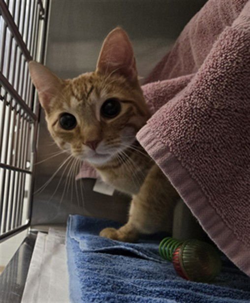 *CHURRO - Domestic Short Hair available for adoption