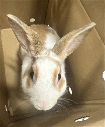 *NIBBLES - Shorthaired Rabbit available for adoption