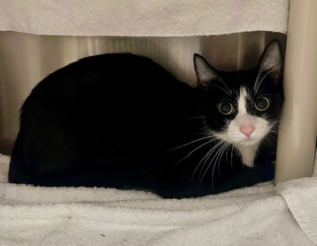 *GLENDA - Domestic Short Hair available for adoption