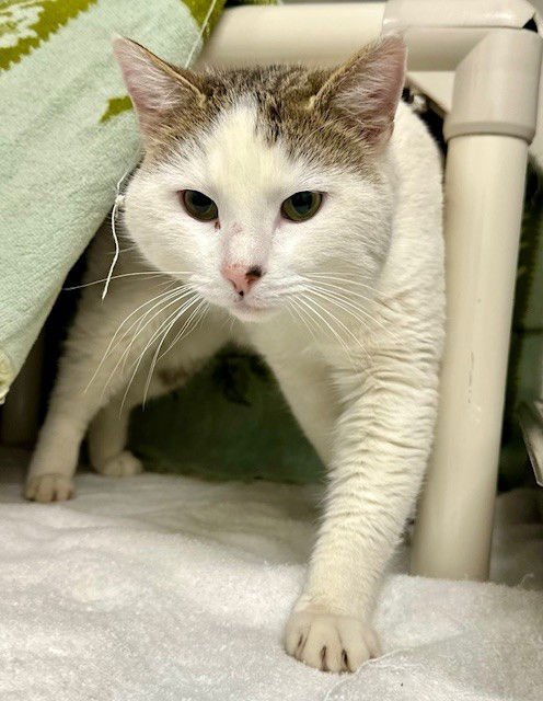 *BARNEY - Domestic Short Hair available for adoption