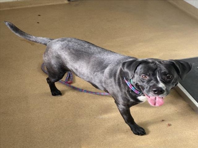 PONGO - Labrador Retriever available for adoption