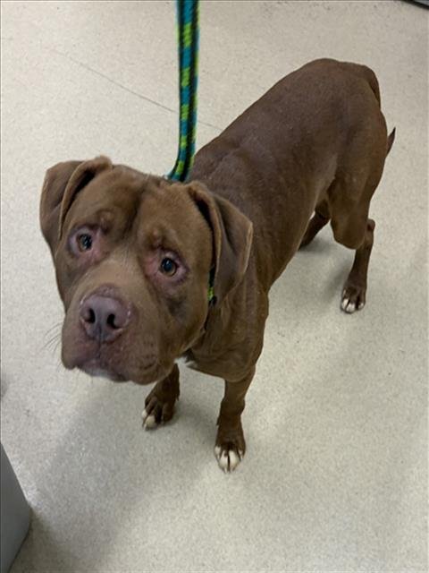 *FRANK - American Pit Bull Terrier available for adoption