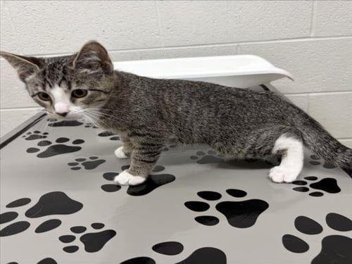 *ASH - Domestic Short Hair available for adoption