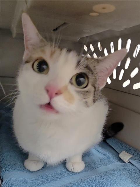 STELLA - Domestic Short Hair available for adoption