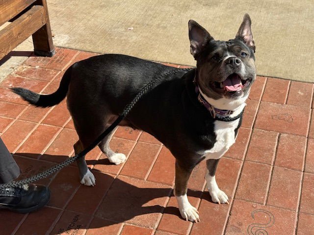 *PINWHEEL - Siberian Husky available for adoption