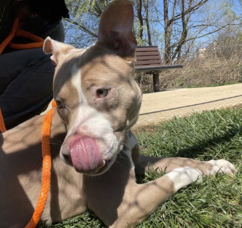 CLEO - American Pit Bull Terrier available for adoption