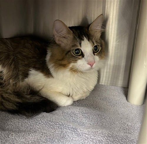 PRINCE - Domestic Medium Hair available for adoption