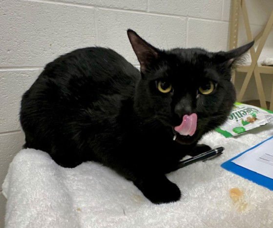 *FABULOSO - Domestic Short Hair available for adoption