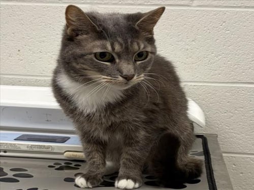 *FIREFLY - Domestic Short Hair available for adoption