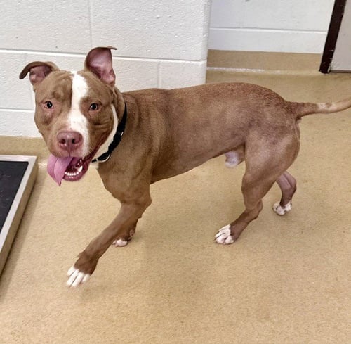 *BRYAN - American Pit Bull Terrier available for adoption