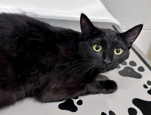 *TAPIOCA - Domestic Short Hair available for adoption