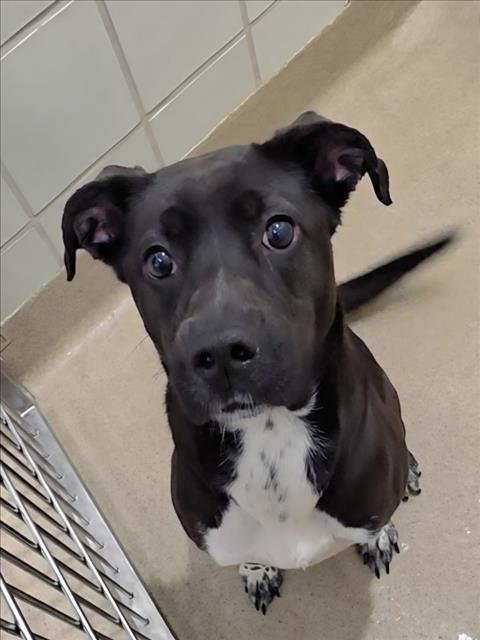 ROLL - Flat-coated Retriever / Staffordshire Bull Terrier available for adoption