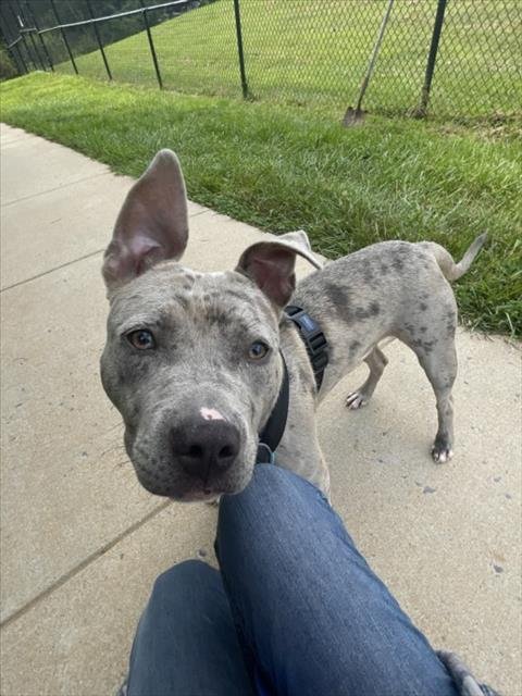 *FLAPJACK - American Pit Bull Terrier available for adoption